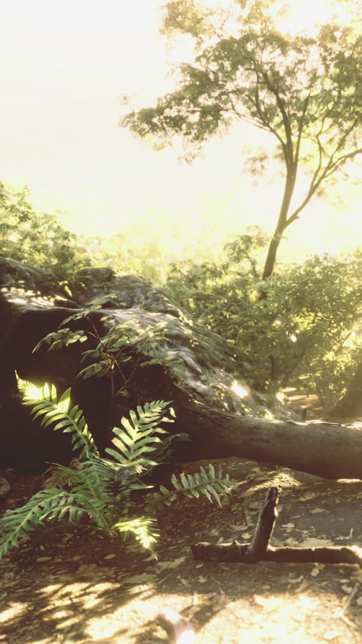 Sunlight filtering through trees in a vibrant forest setting