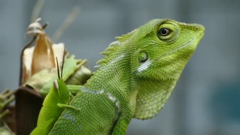 chameleon hunts grasshopper on a rose flowers