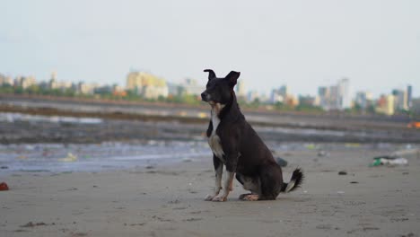 black street dog sitting in mahim beach in mumbai