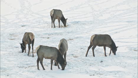 a herd of elk grazing on a field in the winter