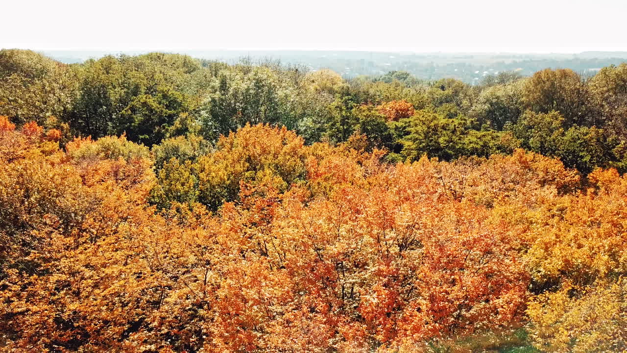 Forest view from above. Autumn forest aerial drone view