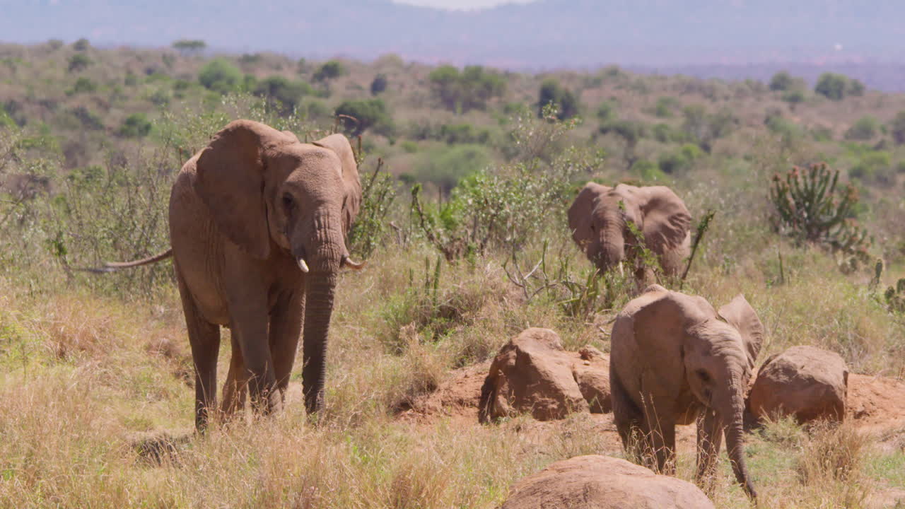 Manada de elefantes-da-savana africanos caminhando na savana.