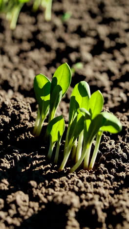 sprouting plants in soil