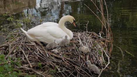 madre cisne blanco anidando y protegiendo a los jóvenes polluelos del cisne junto al lago