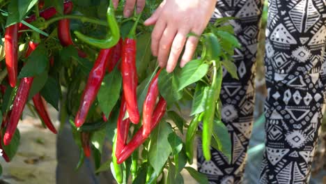 Gardener-cutting-red-chili-peppers-from-the-stalk-in-the-garden