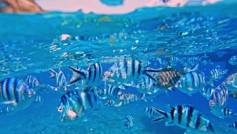 various tropical fish just beneath the fresh blue ocean surface over reef in clear underwater image - handheld shot