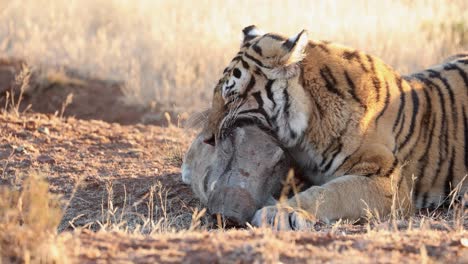 close up bite: bengal tiger waits patiently for warthog in jaws to die