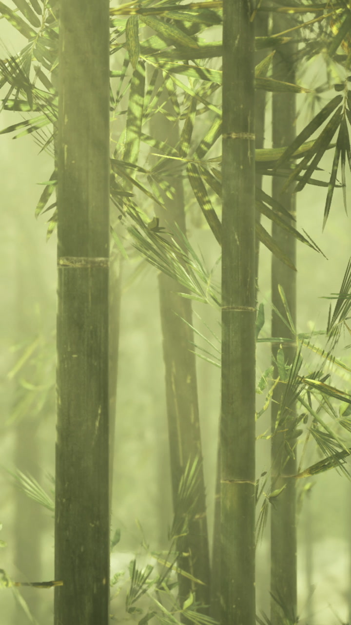 Bamboo forest with sunlight filtering through the trees in the morning