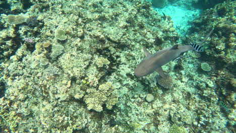 Looking-down-on-a-White-Top-Reef-Shark-amongst-the-reef-in-the-Yasawa-Islands-in-Fiji