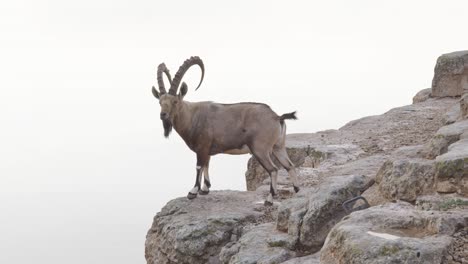 an israeli deer standing on the edge of a cliff looking down, static shot