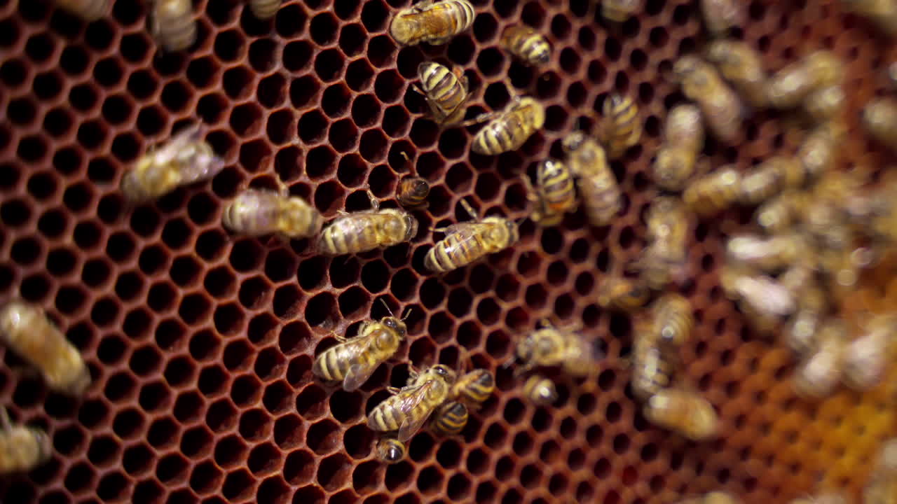 Frame with bees. Bees making honey. Busy bees working on a honeycomb. Active insects carrying pollen and honey. Apiary concept. Close-up.