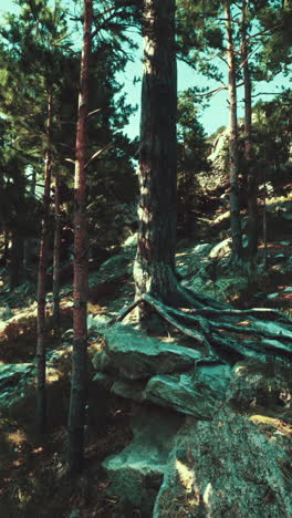 majestic pine tree on rocky hillside