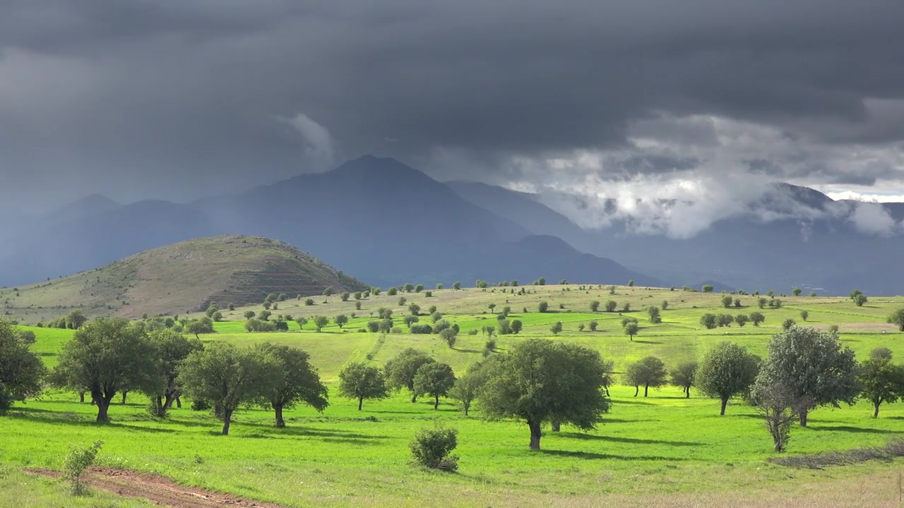 Prato verde con alberi sparsi sotto un cielo tempestoso e drammatico