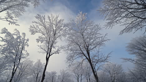 frost-covered trees in a wintry landscape with a blue sky backdrop