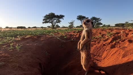 early morning ground-level footage of a suricate meerkat standing upright at the burrow looking around while another one digs beside him