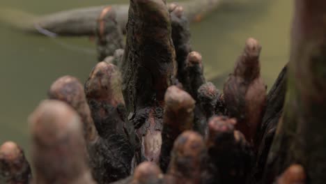 bald cypress knees in closeup, tree roots in a wetland