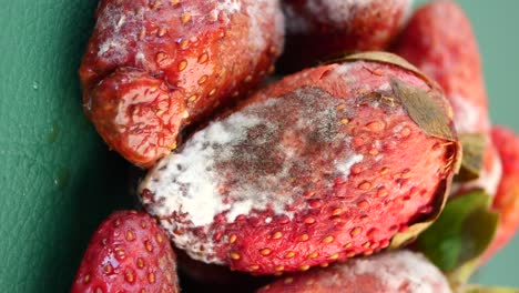 fresas con moho