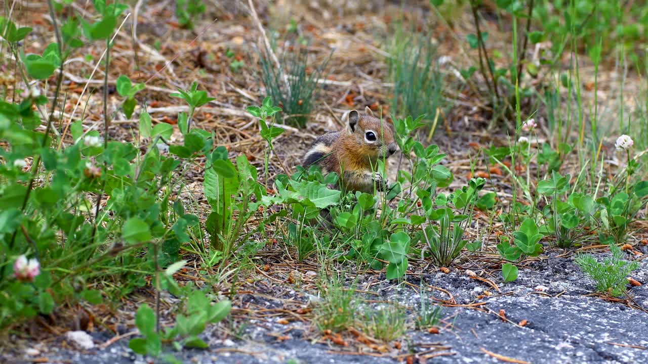 Static video of a chipmunk in Breckenridge Colorado. The chipmunk is calmly eating vegetation.