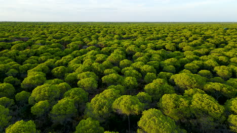 Vuelo-Aéreo-Hacia-Atrás-Sobrevolando-El-Denso-Bosque-De-Pinos-De-Parasol-De-El-Rompido-En-España---Hermosa-Superficie-Verde-De-Las-Copas-De-Los-árboles