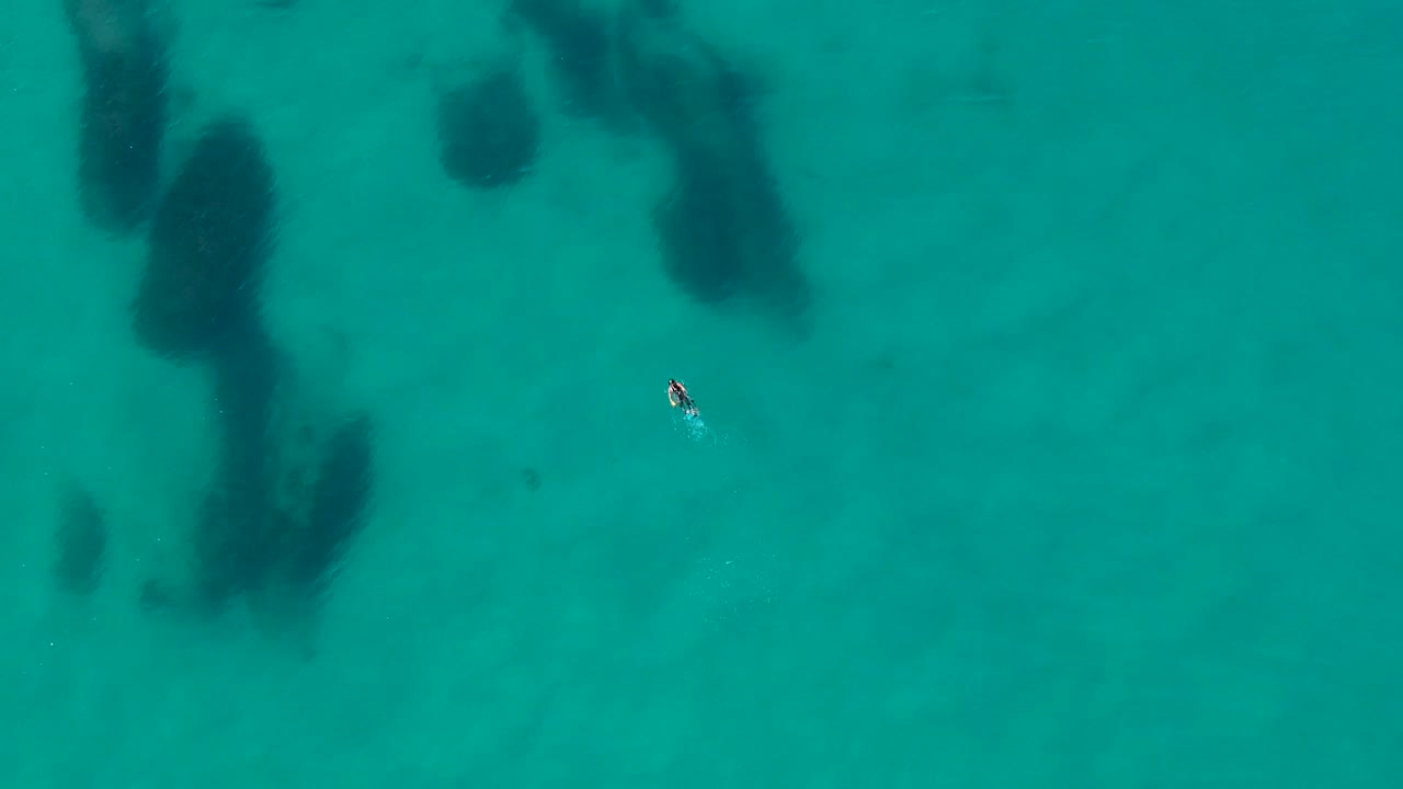 A person spearfishing above an artificial reef hunting for fish using a spear gun