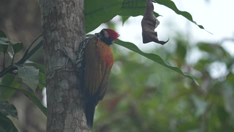 a vibrant common flameback woodpecker clinging to the side of a tree trunk