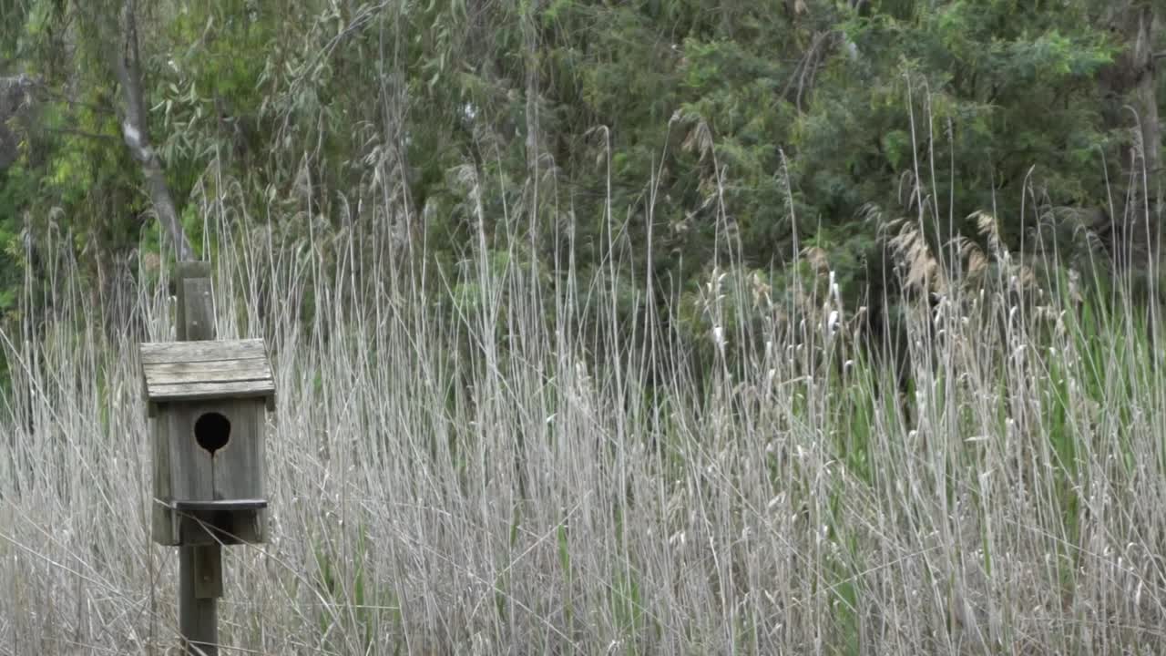 bandeja de naturaleza al aire libre dejó cajas de pájaros entre árboles y naturaleza