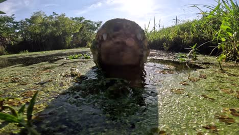 el cocodrilo persigue a la cámara y trata de morderlo de cerca slomo en el pantano