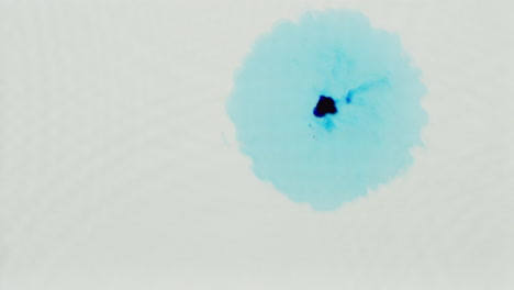 overhead shot of droplet of blue paint or dye dropped into water against white background to create swirling colourful pattern