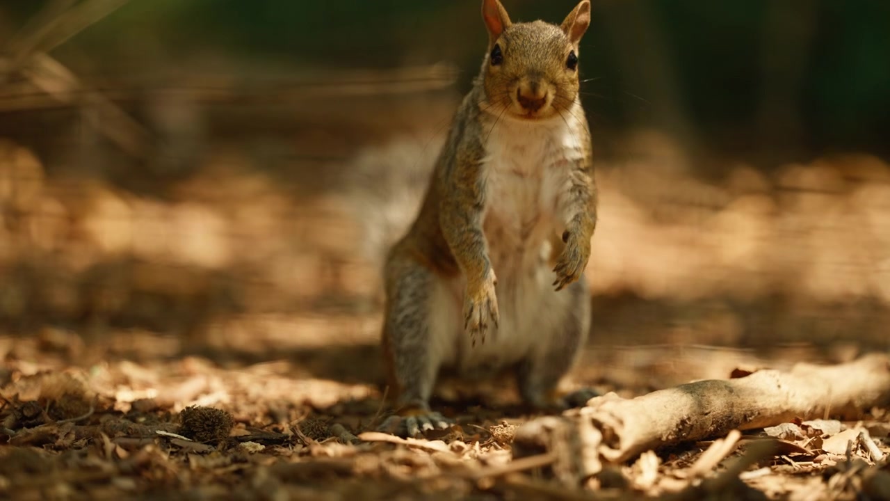 Scoiattolo grigio orientale che cammina e si ferma sul suolo della foresta