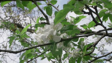 bee hovering before landing on white apple tree flower, slow motion