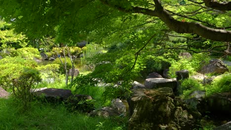 Slow-motion-push-in-through-dark-light-flooded-forest