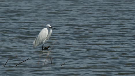 Der-Seidenreiher-Egretta-Garzetta-Steht-Regungslos-Auf-Einem-Nackten-Stamm-Im-Wasser-Und-Wartet-In-Einem-See-In-Thailand-Auf-Seine-Mahlzeit