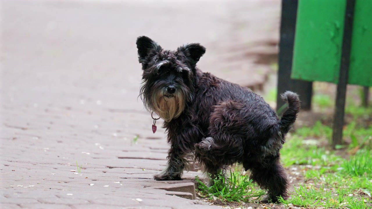 Piccolo Schnauzer nano nero che cammina lungo un sentiero lastricato all'aperto.