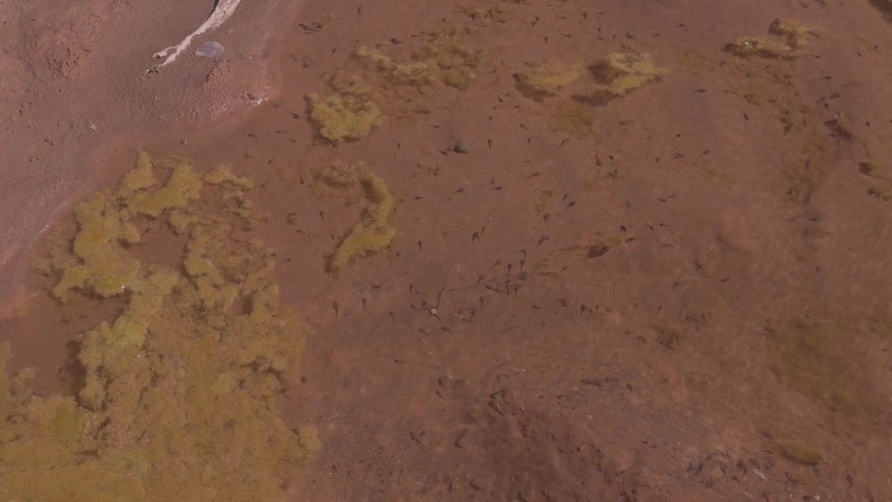Grande sciame di girini visibile in acqua bassa, fangosa e marrone con chiazze di alghe, ripreso dall'alto