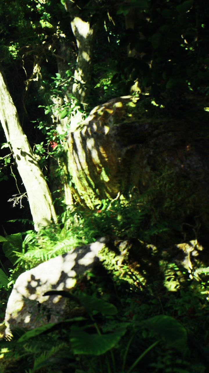 La luce del sole filtra attraverso gli alberi sulle rocce in un ambiente forestale lussureggiante.