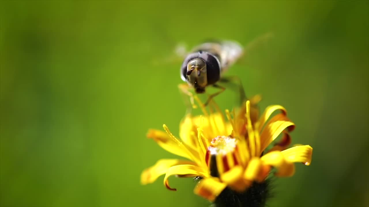la avispa recoge el néctar de la flor crepis alpina en cámara lenta.