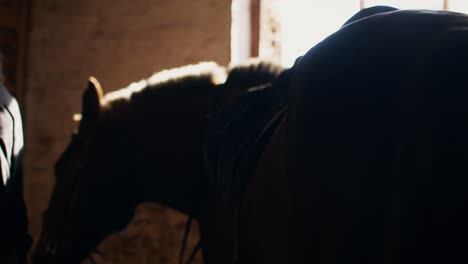 horse in stable