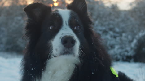 primo piano di un cane da pastore australiano nero-tri che guarda nella macchina fotografica e sorride in una serata invernale soleggiata