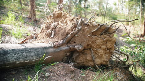 fallen tree in the woods with roots ripped out of the ground