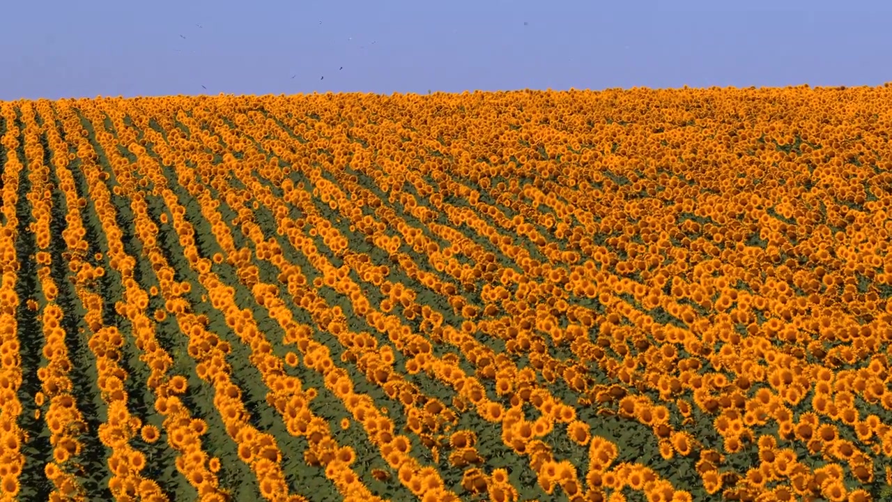 Vista aerea con drone di un vasto campo di girasoli che si estende fino all'orizzonte sotto un cielo azzurro limpido, mostrando crescita e abbondanza. Moldavia.