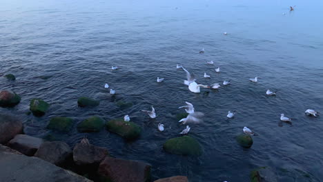 slowmotion: seagulls fly close to stones and a breakwater looking for food, a lonely swan and a duck between seagulls at sea