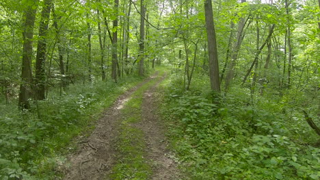 pov while traversing an over grown trail through woods full of deciduous trees, heavy undergrowth and dappled sunlight