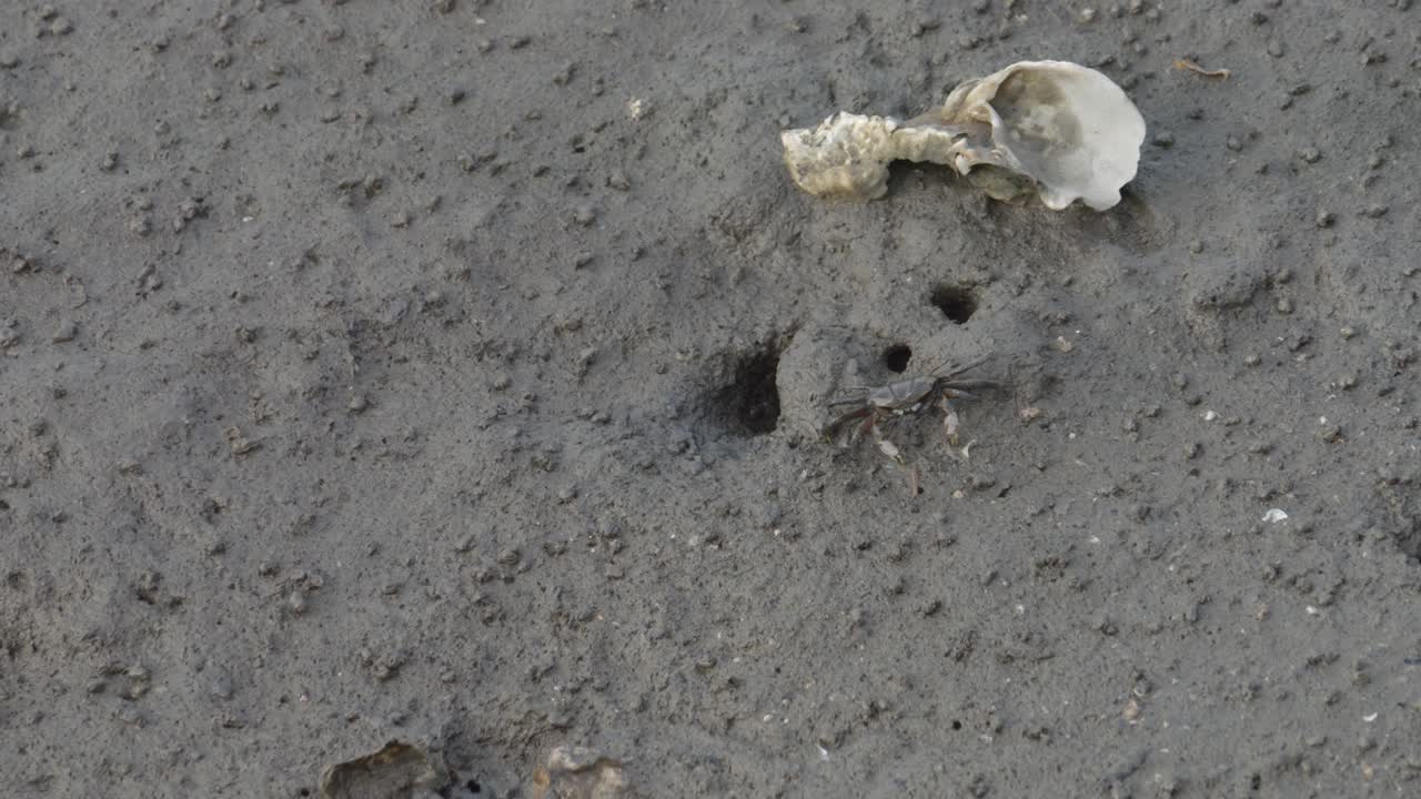 крабы-призраки на пляже - пляж крабов в мангровом лесу на тайване, вторжение крабов