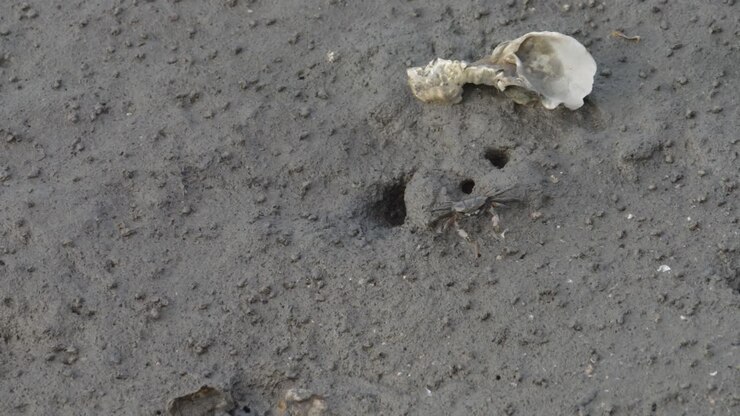 Ghost crabs on the beach - beach of crabs at a mangrove in Taiwan, Crabs invasion