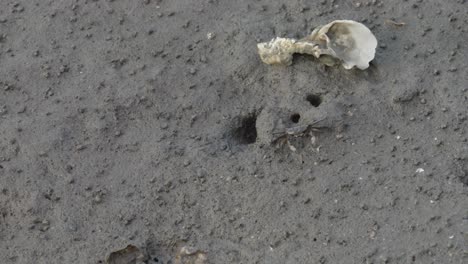 cangrejos fantasma en la playa - playa de cangrejos en un manglar en taiwán, invasión de cangrejos