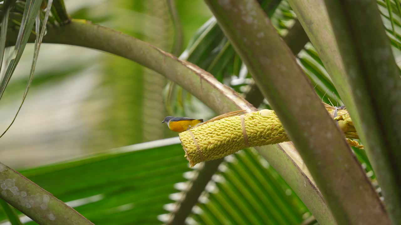 деятельность коричневогрудной солнцеплавающей птицы, также известной как простогрудная солнечная птица, сидящая и едающая кокосовый цветок