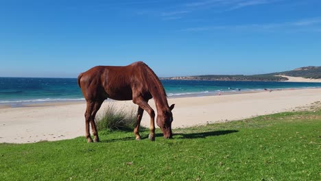 un caballo en la hermosa playa de bolonia cerca de tarifa