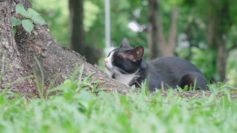 cat in the lumpini park, bangkok.