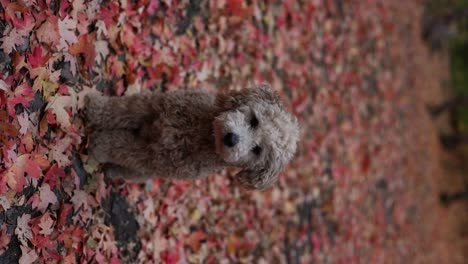 adorable perrito maltipoo sentado en hojas de color otoñal - vertical