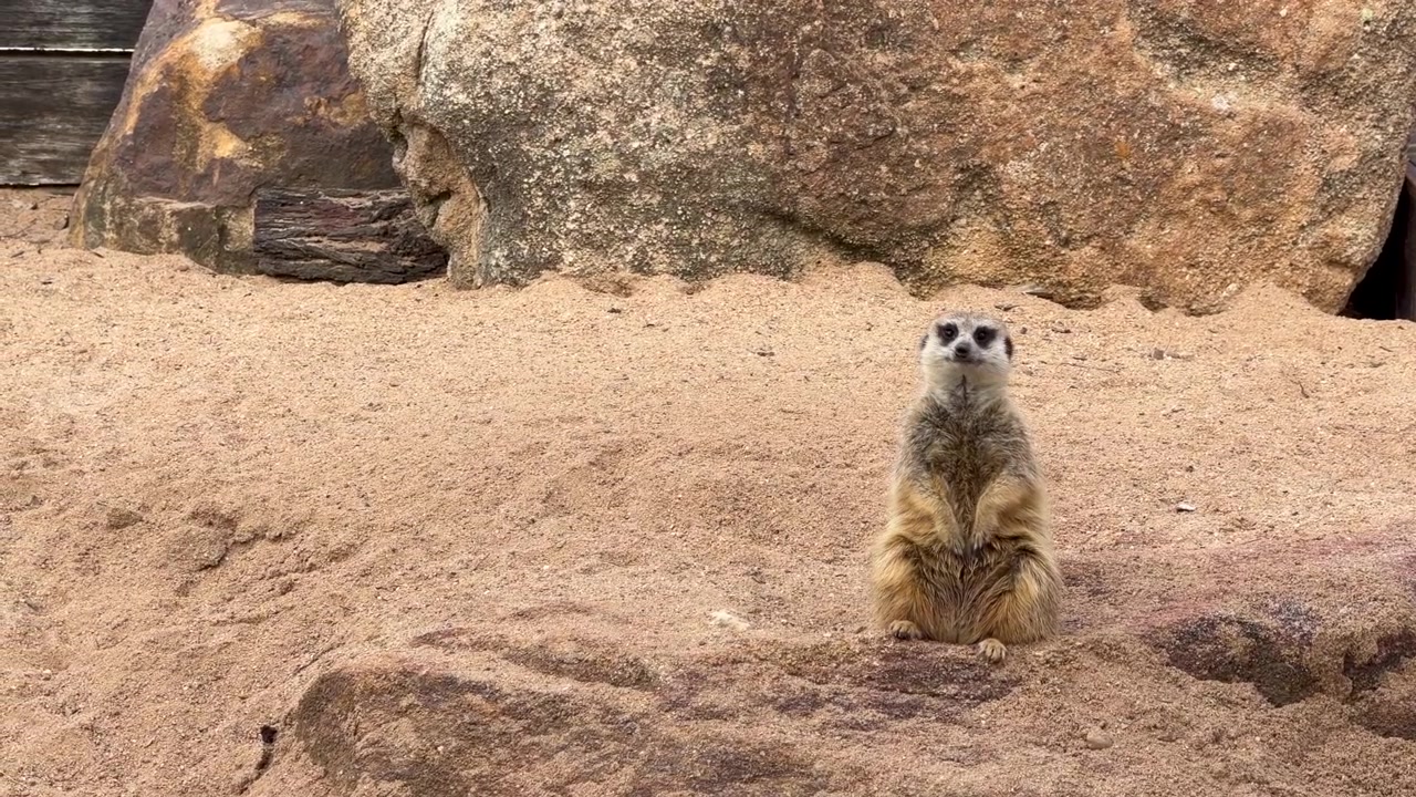 Um suricate está em pé na areia, olhando ao redor com atenção em um recinto rochoso de zoológico